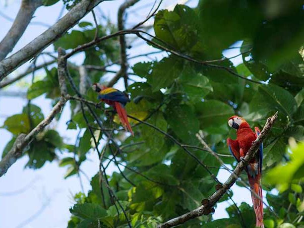 scarlet macaws in trees